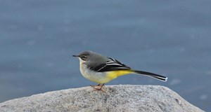 Fugletur i Hornbæk