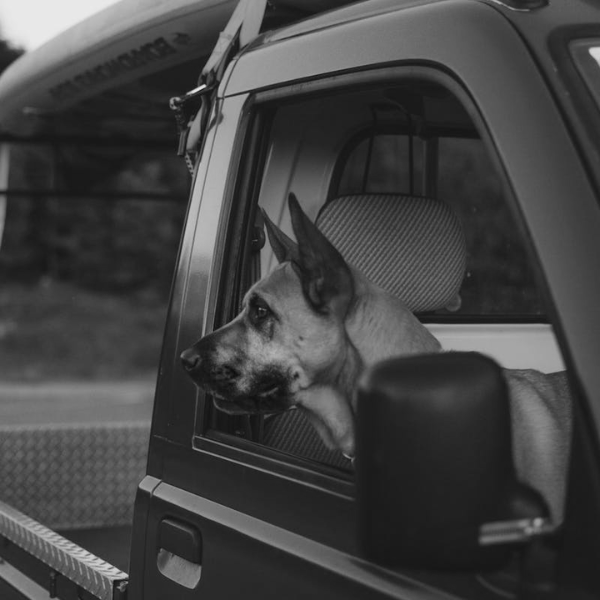 Hund i bilen | Hundetransport |